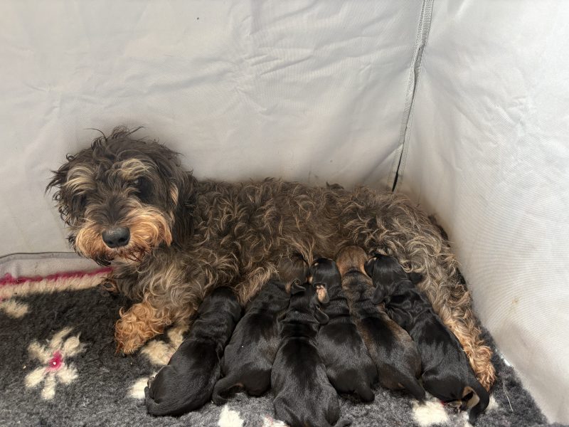 KC Registered Teckel Dachshund puppies
