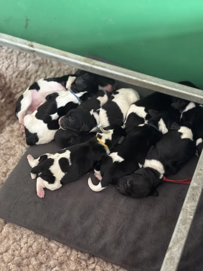 Heavy marked health tested springer pups image 2