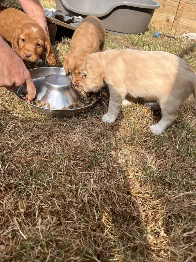 Golden Working Cocker Spaniel Puppies image 2