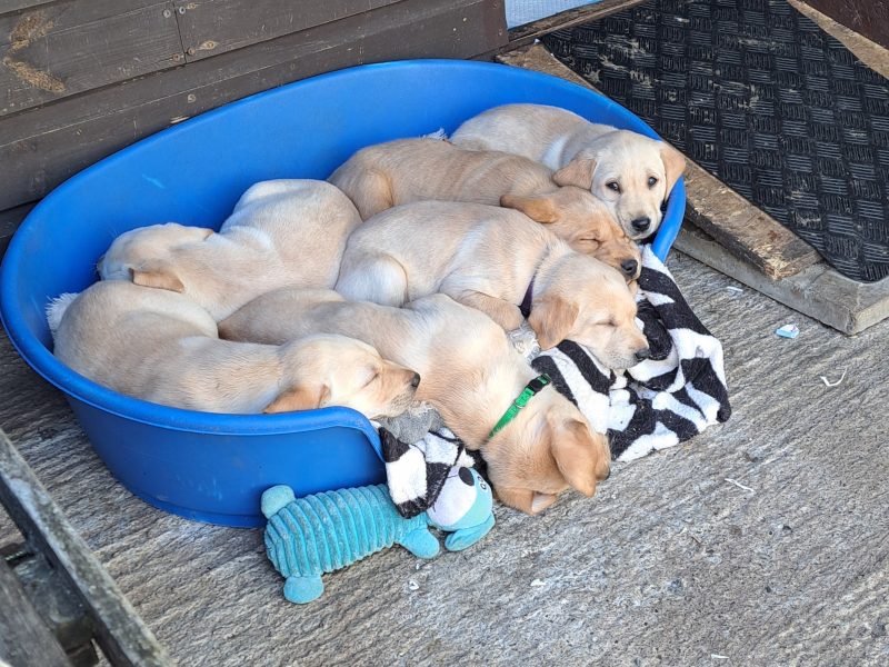 CHUNKY YELLOW KC REG PUPS image 5