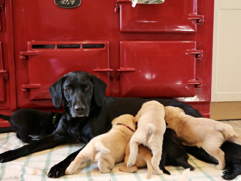 1 golden boy for sale image 4
