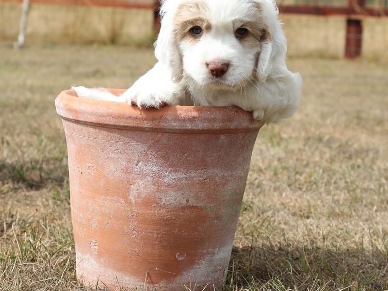 Working Clumber Spaniel Puppies image 3