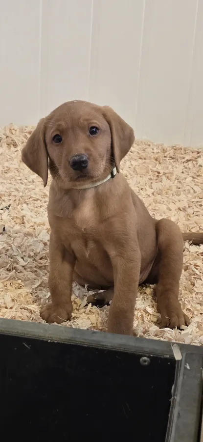 Kc reg Red labrador puppies image 2