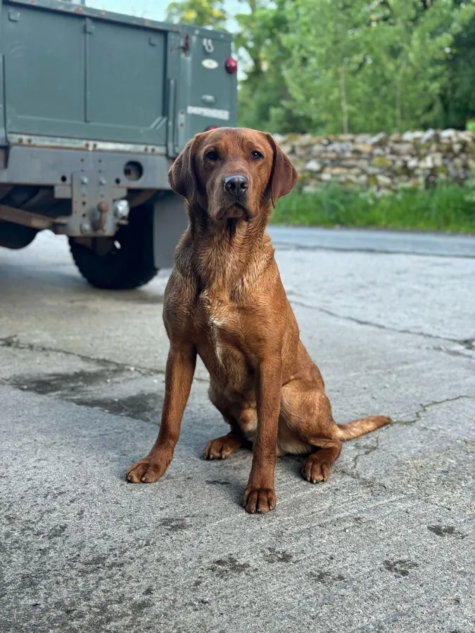 Exceptional fox red labrador puppies image 3