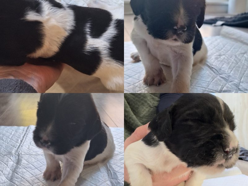 KC English Springer Spaniel puppies - heavily marked image 3