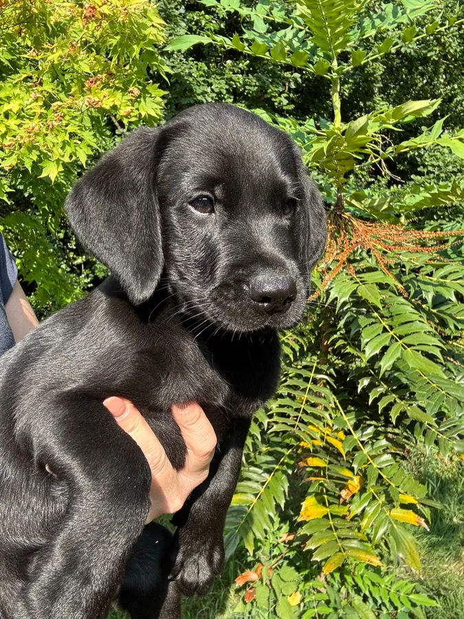 Lovely well bred working lab pups image 2
