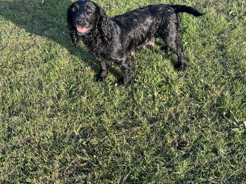 Fantastically well bred working cocker spaniels dog puppies image 7