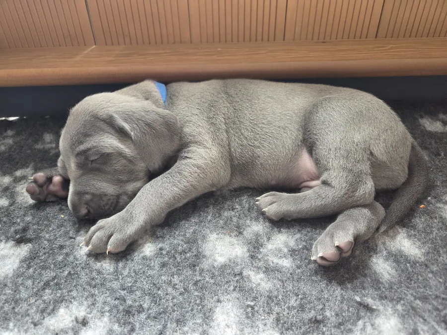 Blue weimaraner image 4