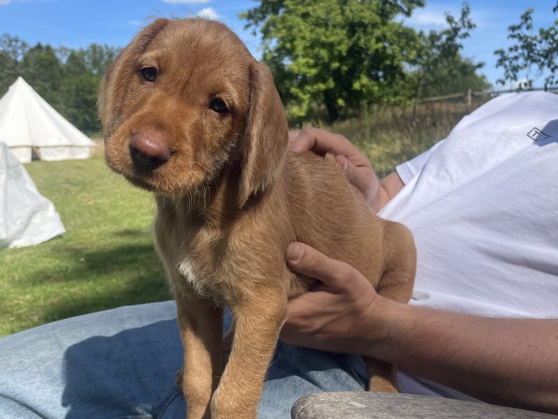 Stunning wire-hair vizsla x labrador puppy for sale