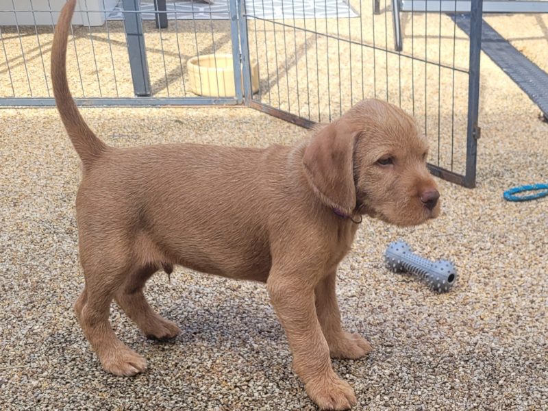 KC Registered Hungarian Wirehaired Vizsla image 4