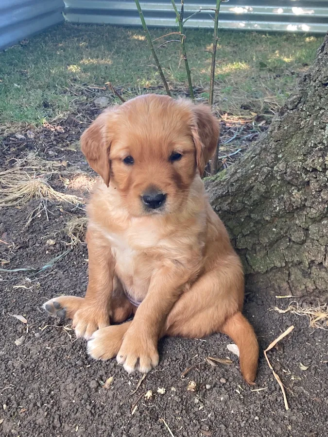 Gorgeous golden retriever puppies