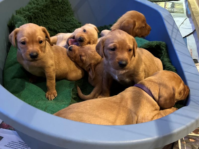 Beautiful Pedigree Yellow Labrador Puppies (Fox Red) image 2