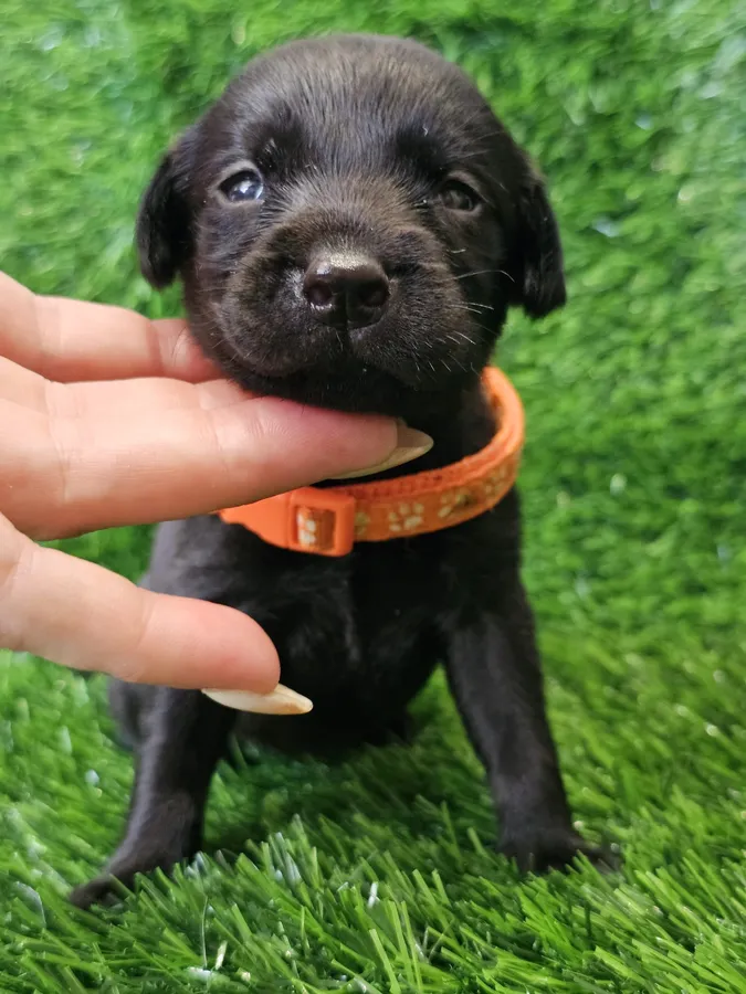 Lovely puppys image 5