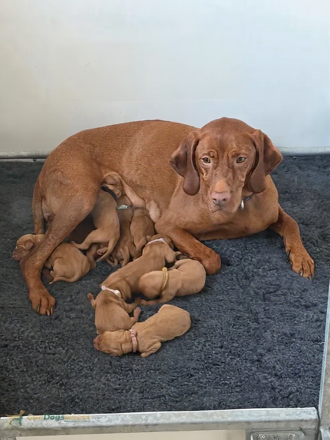 Hungarian vizsla puppies with Smooth hairs image 2