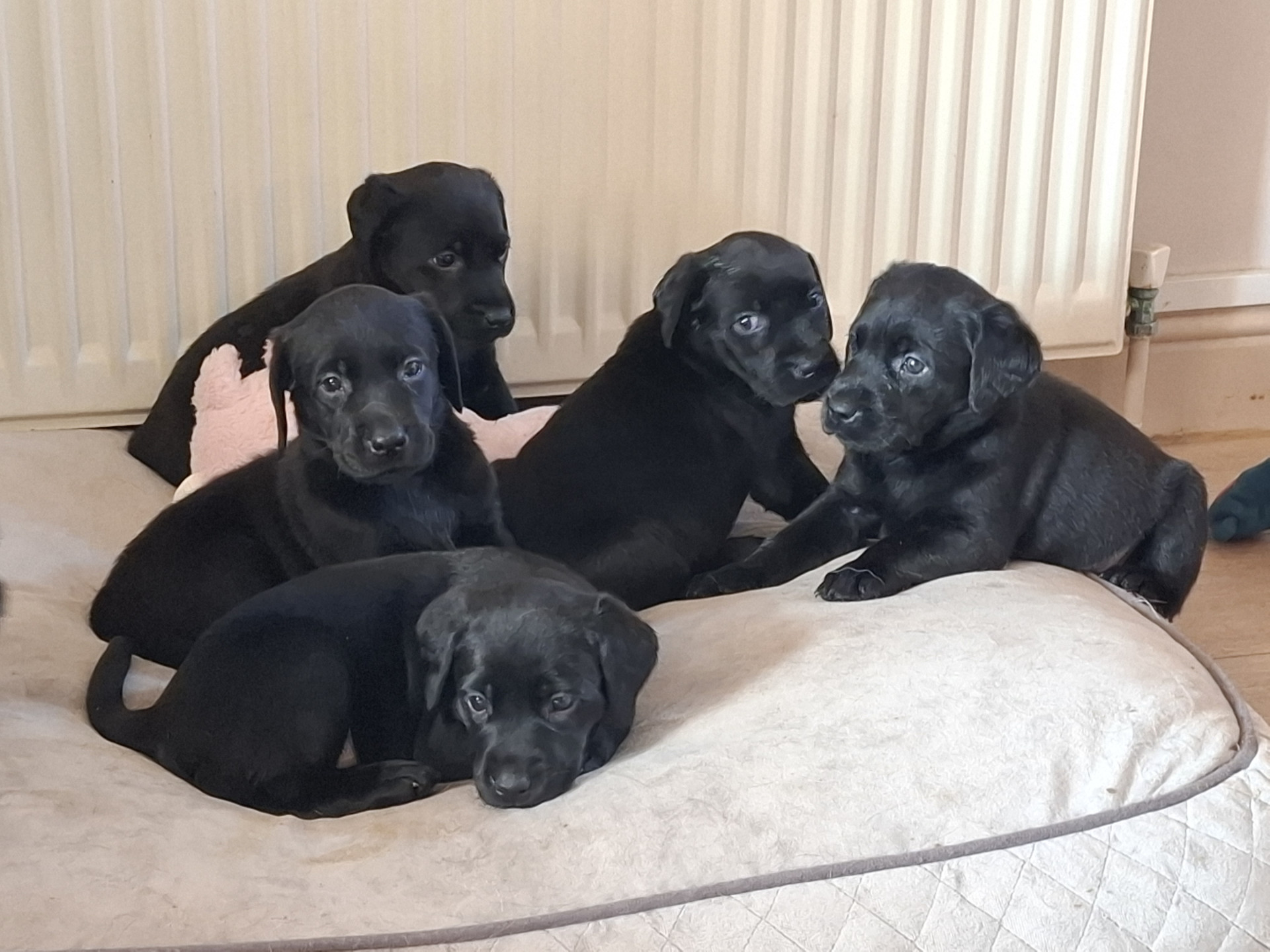 Beautiful Black Labrador Puppies image 5
