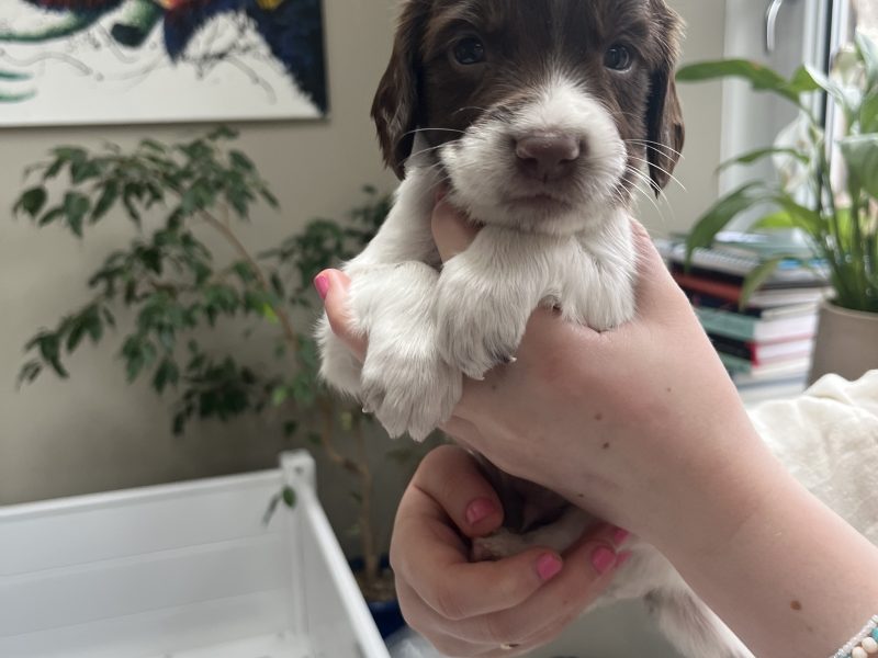 Exceptional English springer spaniel puppies image 4