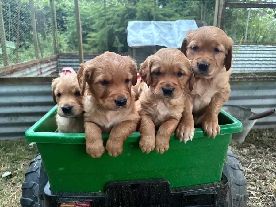 Gorgeous golden retriever puppies image 2