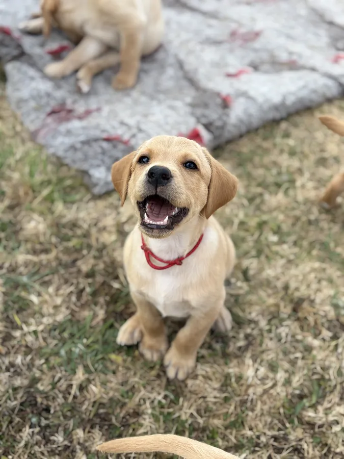9 KC Fox Red-Yellow Labrador Puppies image 2