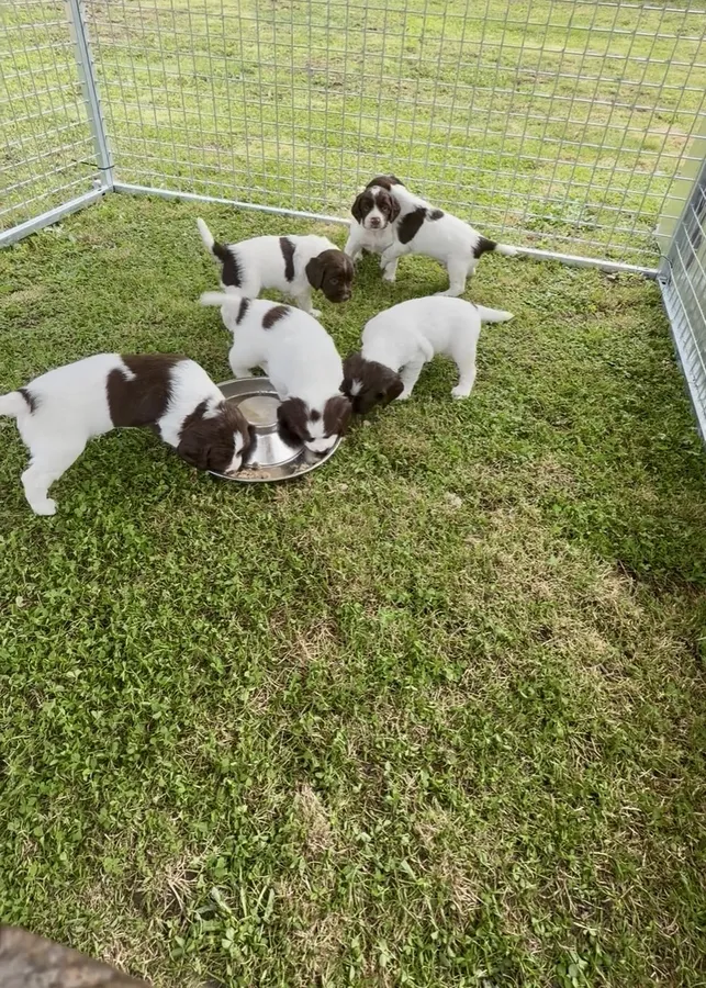 FTW X FTCH ESS PUPS image 4