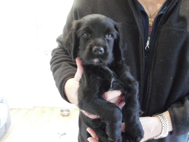 Other Breed Pups image 1