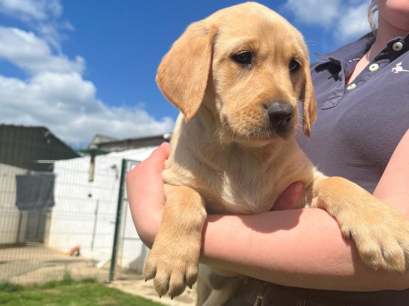 Stunning litter of Kennel Club registered Labrador image 3