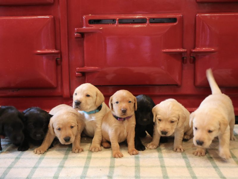 1 golden boy for sale image 3