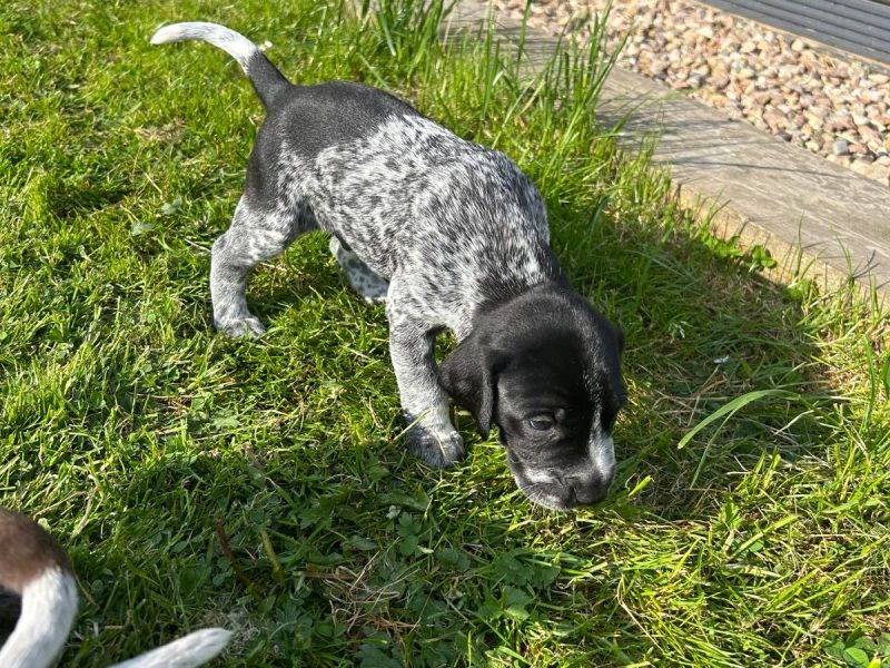 German Shorthair Pointer KC registered image 1
