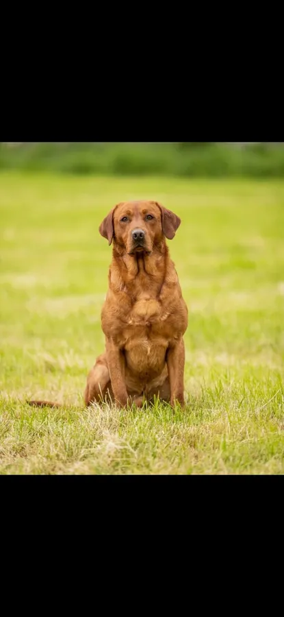 Kc reg Red labrador puppies image 7