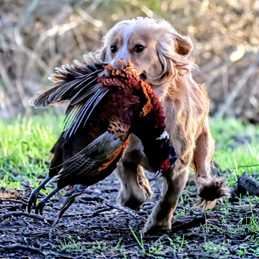 KC working cocker spaniel puppies image 6