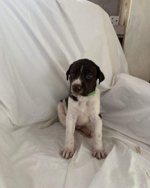 GWP X WEIMSKY puppies for sale image 6