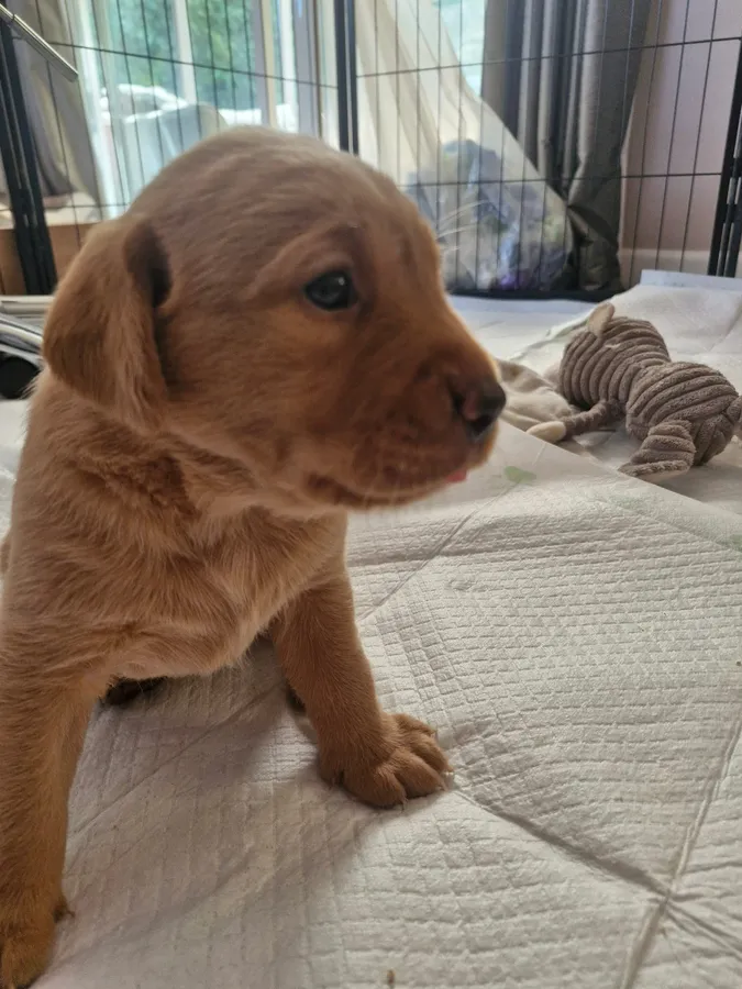 Yellow bitch 4 weeks