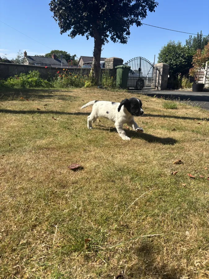 English Springer Spaniel puppies image 2