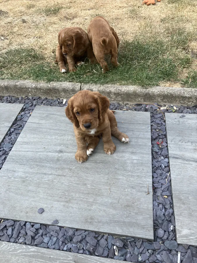 Working cocker spaniel pups for sale image 3