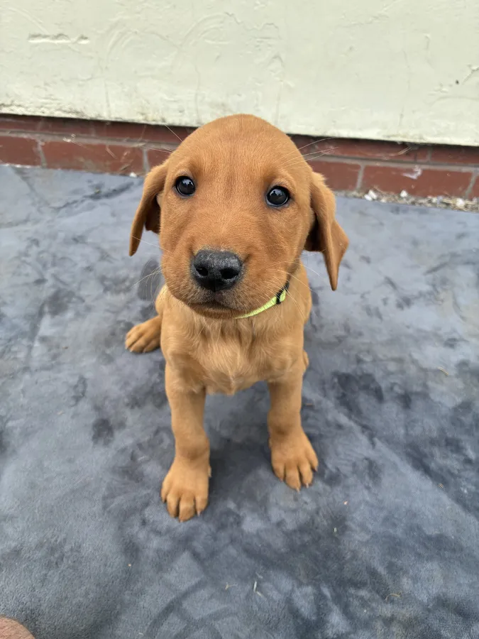 Fiorella Fantasticas Fox Red Puppies image 8