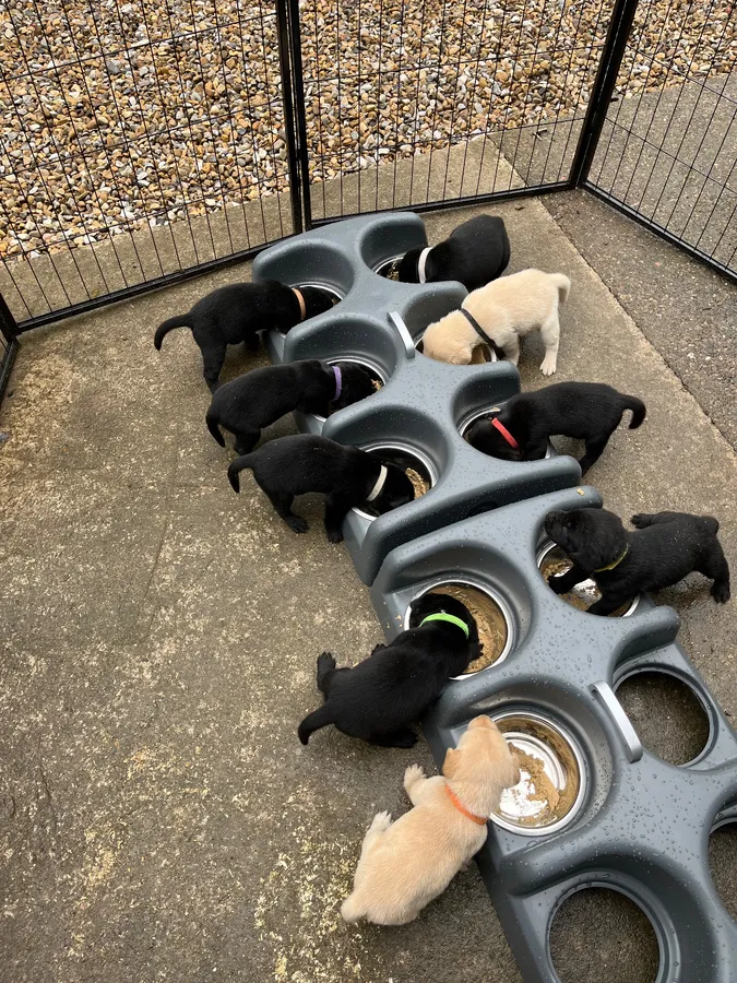 Labrador puppies