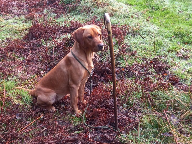KC Registered Fox Red Labrador Puppies image 3