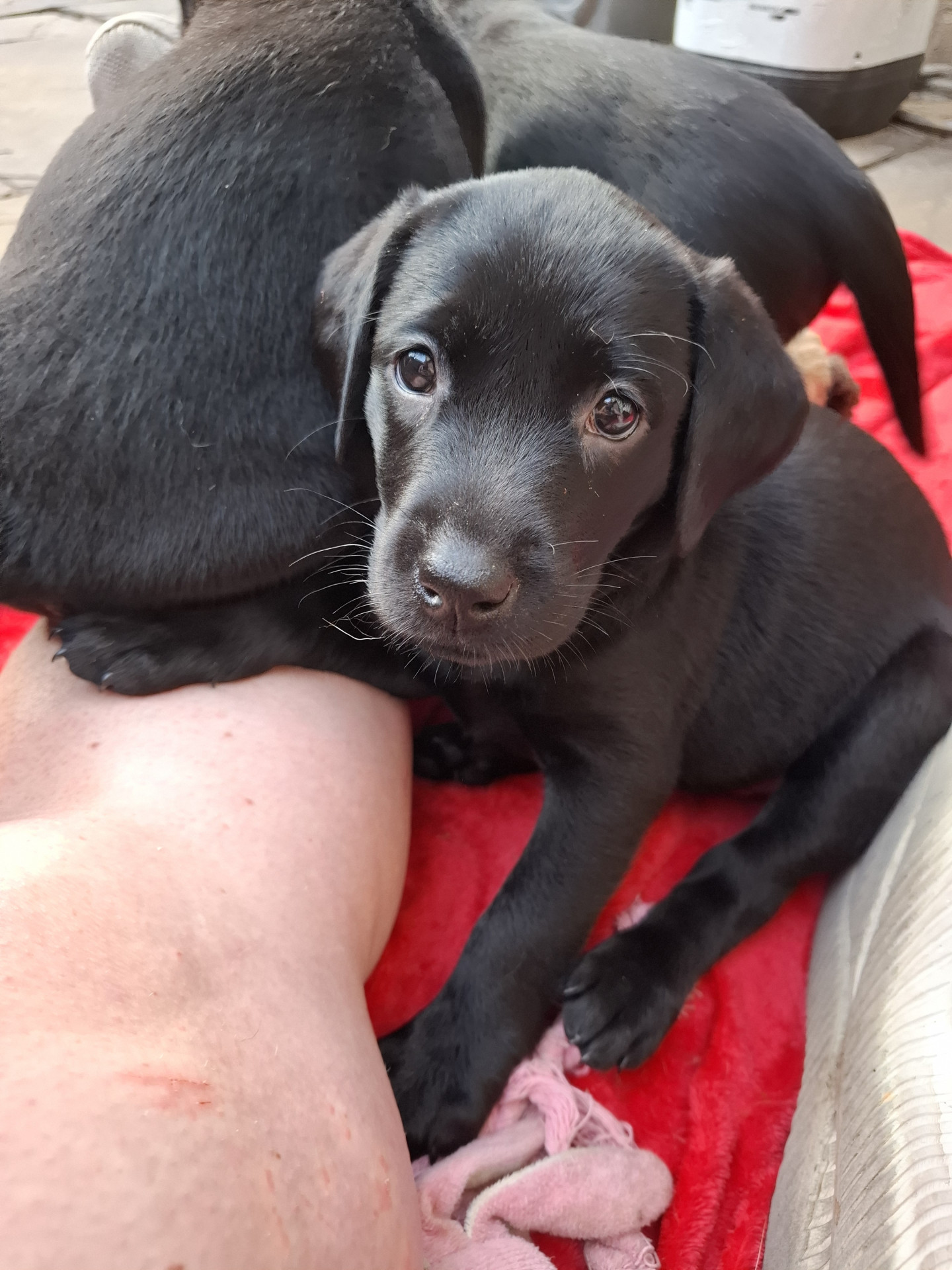 Beautiful Black Labrador Puppies image 6
