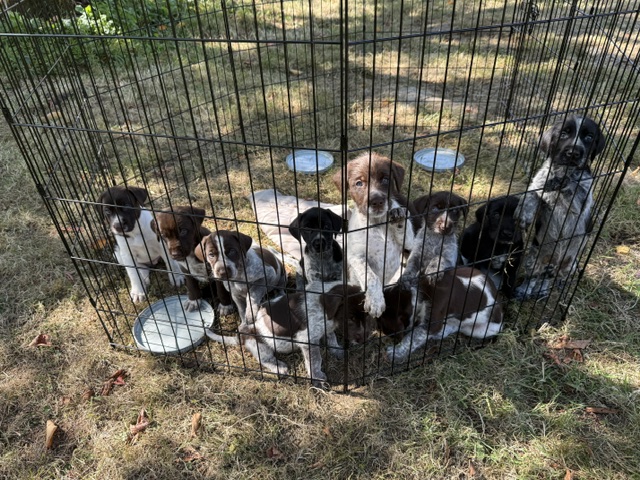 GWP X WEIMSKY puppies for sale image 1
