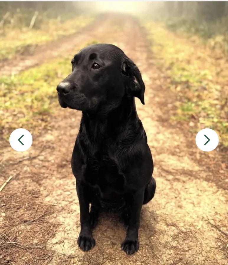 Gorgeous KC Labrador Puppies Ready this week image 4
