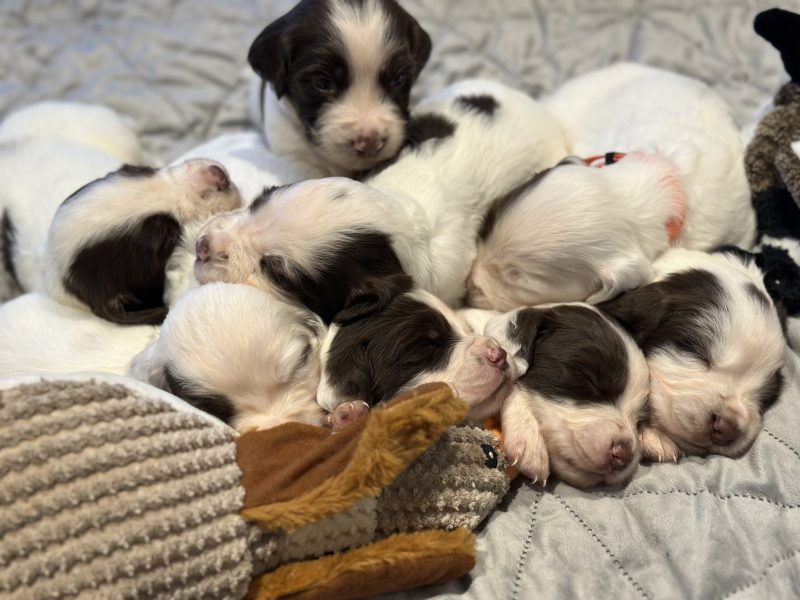 Kc registered English springer spaniels image 2