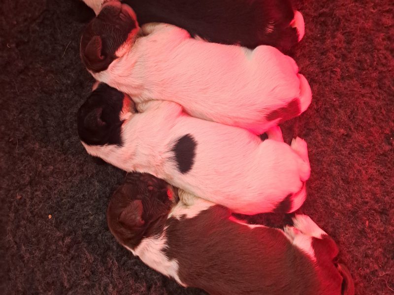 Stunning springer pups image 3