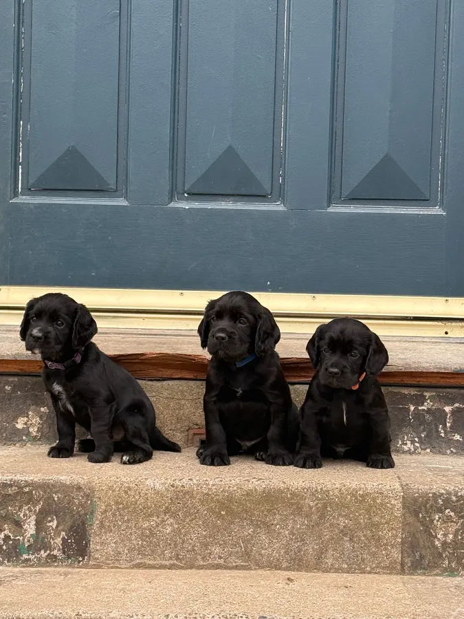 Working cocker spaniel pups image 3