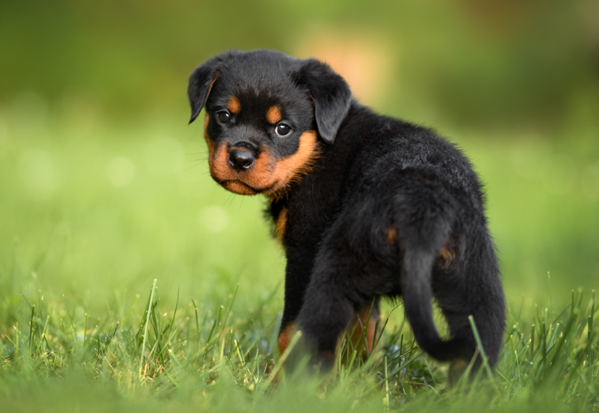 Cocker Spaniel Puppy One Week Old