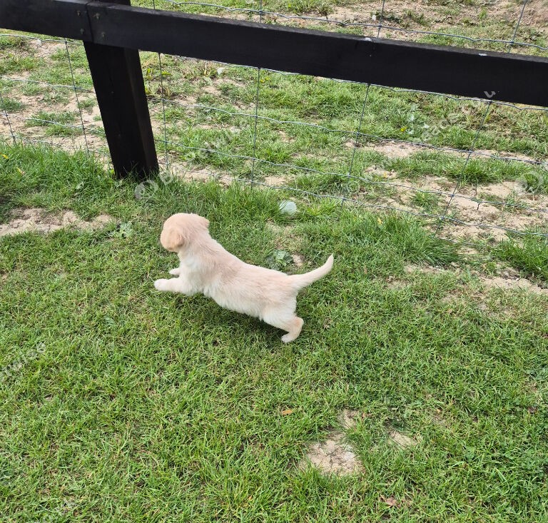 KC Golden Retrievers in Godstone image 6