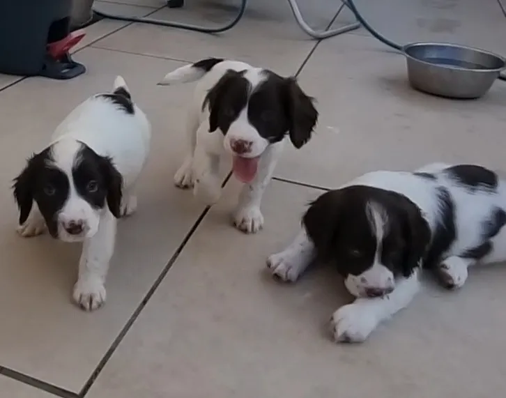 FTCH x FTAW Gorgeous English Springer Spaniel Puppies image 2