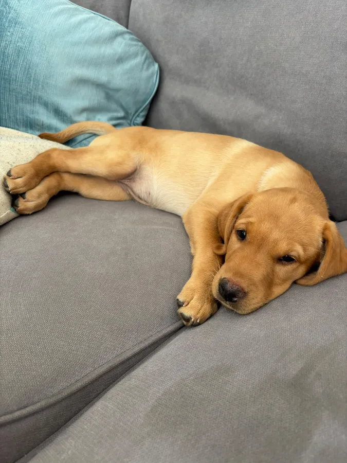Alan Jarvis Line Working Fox Red Labrador Puppies
