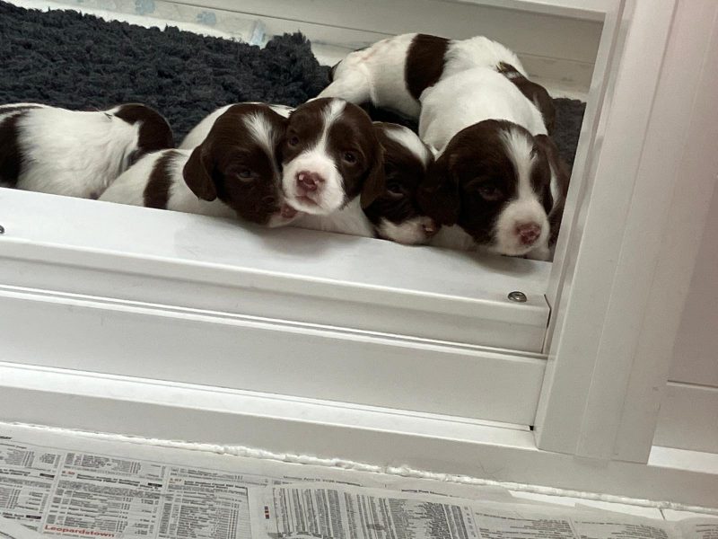 Exceptional English springer spaniel puppies image 5