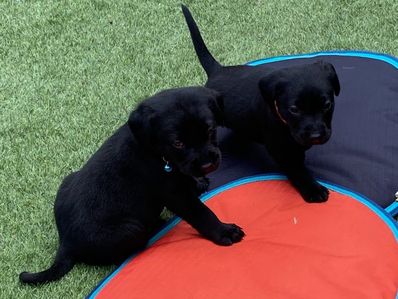 Black KC Labrador Puppies image 3