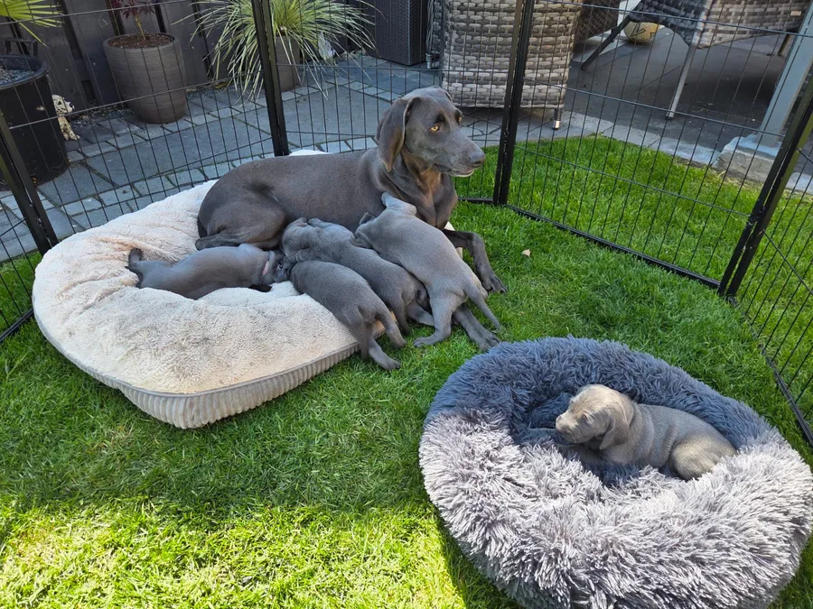 Blue weimaraner image 5