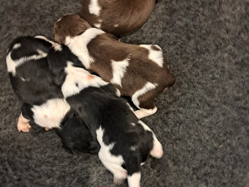 Stunning springer pups image 2
